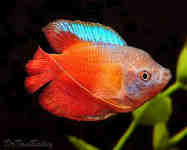 aquarium4 Uspantan