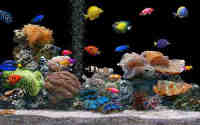 aquarium6 Карэлічы 