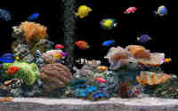 aquarium6 Uspantan