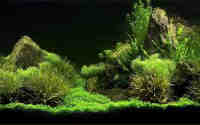 aquarium7 Uspantan