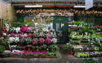 florist 1