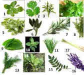 herbs 1
