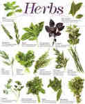 herbs 2