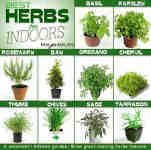 herbs 3