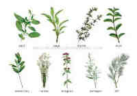 herbs4 Riobamba
