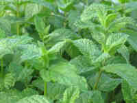 herbs5 Trinidad