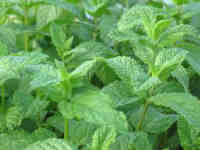 herbs5 Riobamba