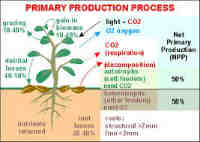 nutrients 10