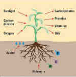nutrients5 Gams