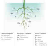 nutrients6 Gams