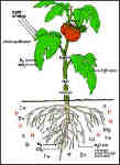 nutrients8 Monticello