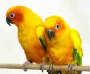 parrots 11