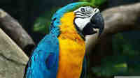 parrots 2