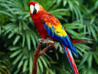 parrots 3
