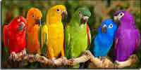 parrots4 Oranmore