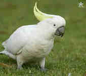 parrots5 Oranmore