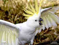 parrots6 Oranmore