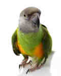parrots8 Oranmore