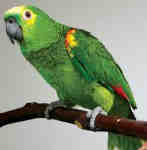 parrots 9