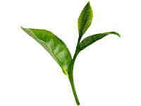 tea ירושלים tea5 ירושלים