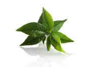 tea ירושלים tea7 ירושלים